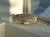 Cornerstone