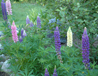 Maine Colors