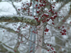 New Snow