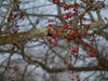 Winter Berries